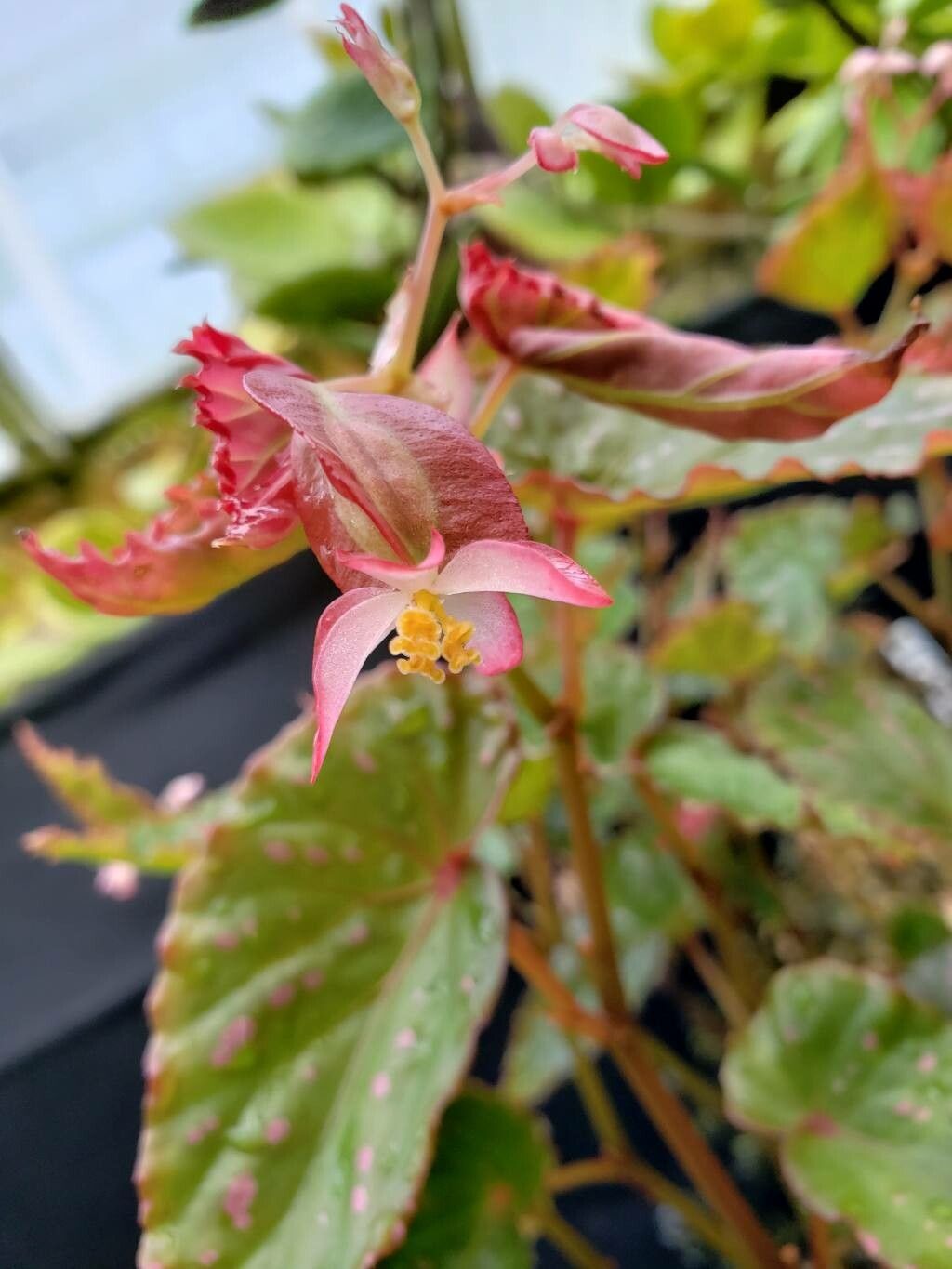 Begonia negrosensis flower