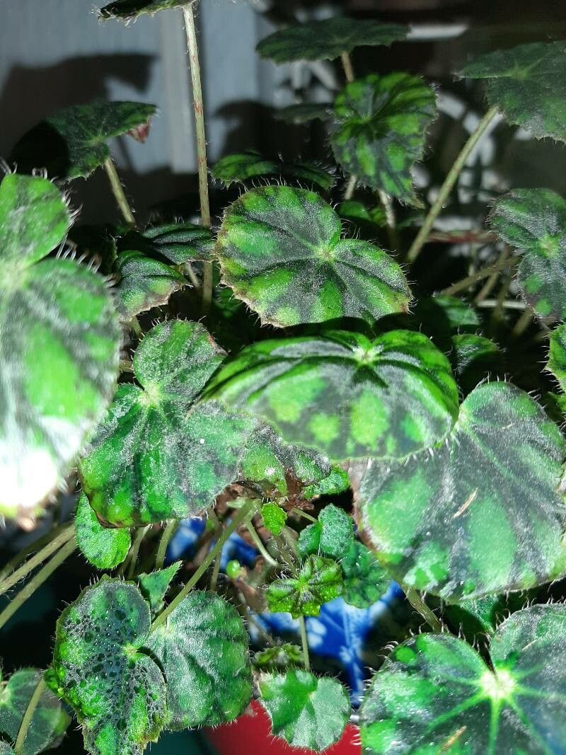 Begonia cleopatrae leaf