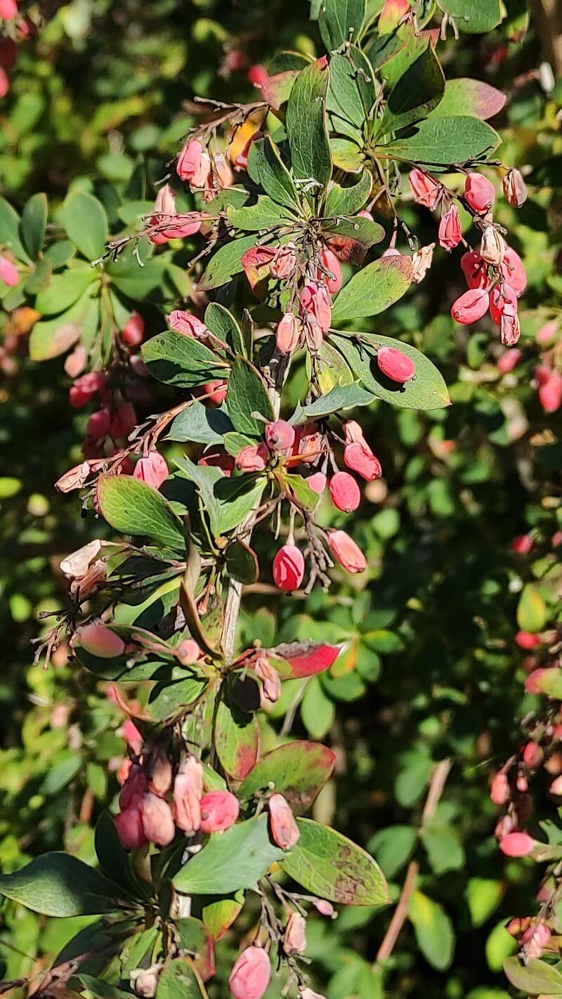 Berberis temolaica fruit