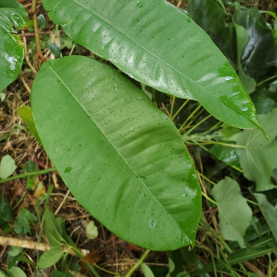 Durio testudinarius leaf