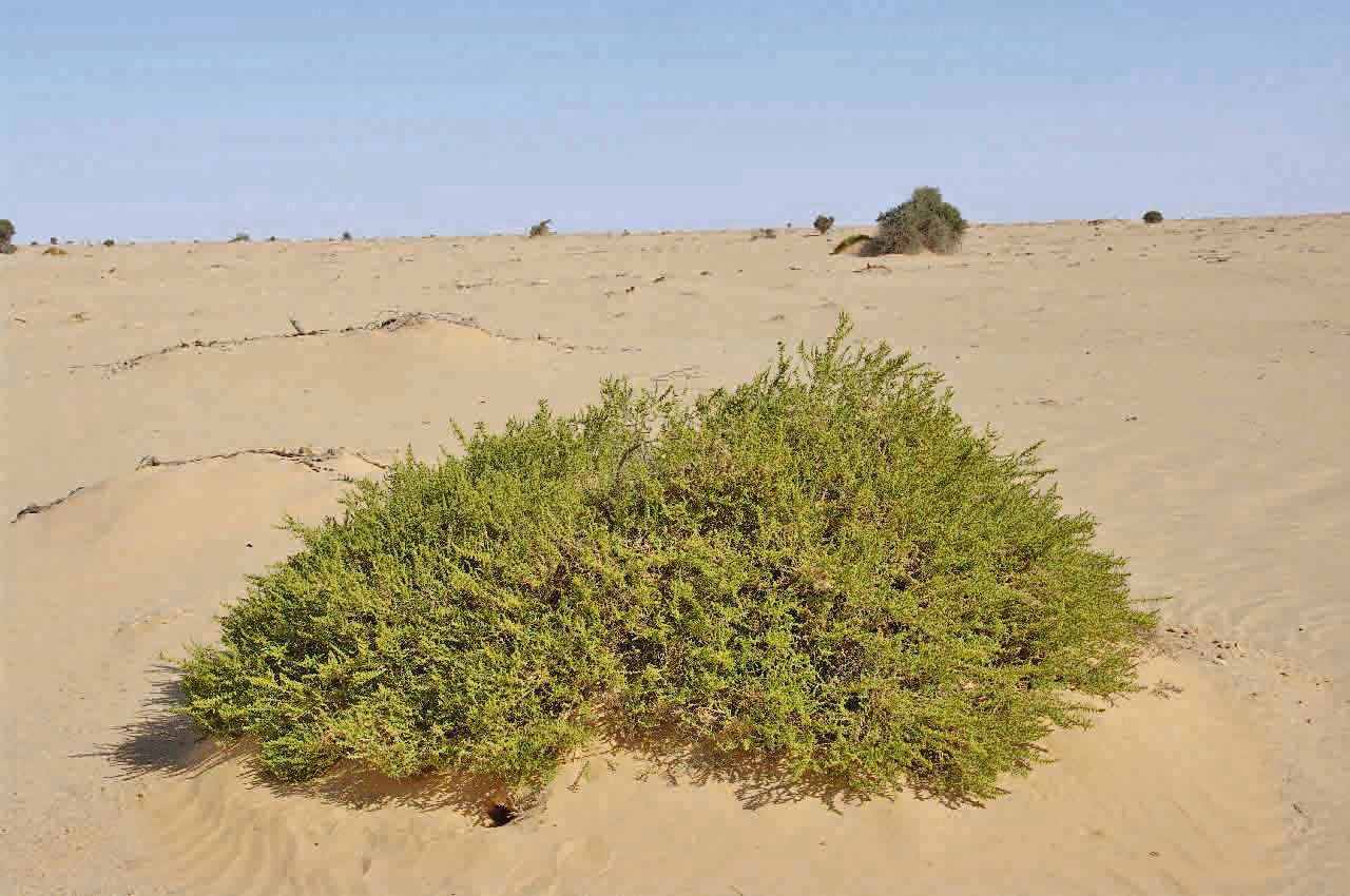 Salsola longifolia habit
