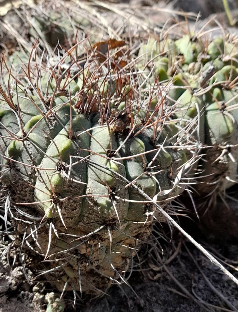 Gymnocalycium nigriareolatum bark