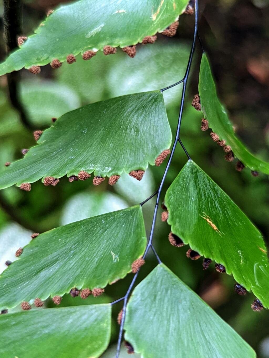 Adiantum trapeziforme fruit