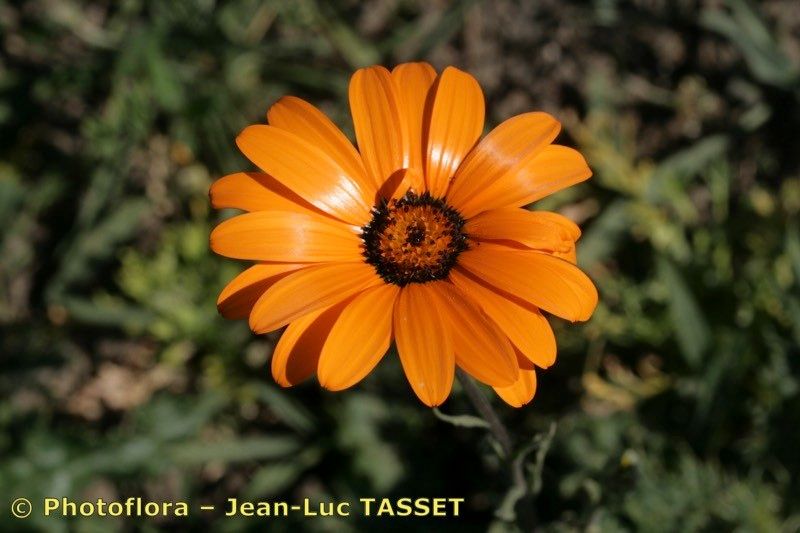 Dimorphotheca tragus flower