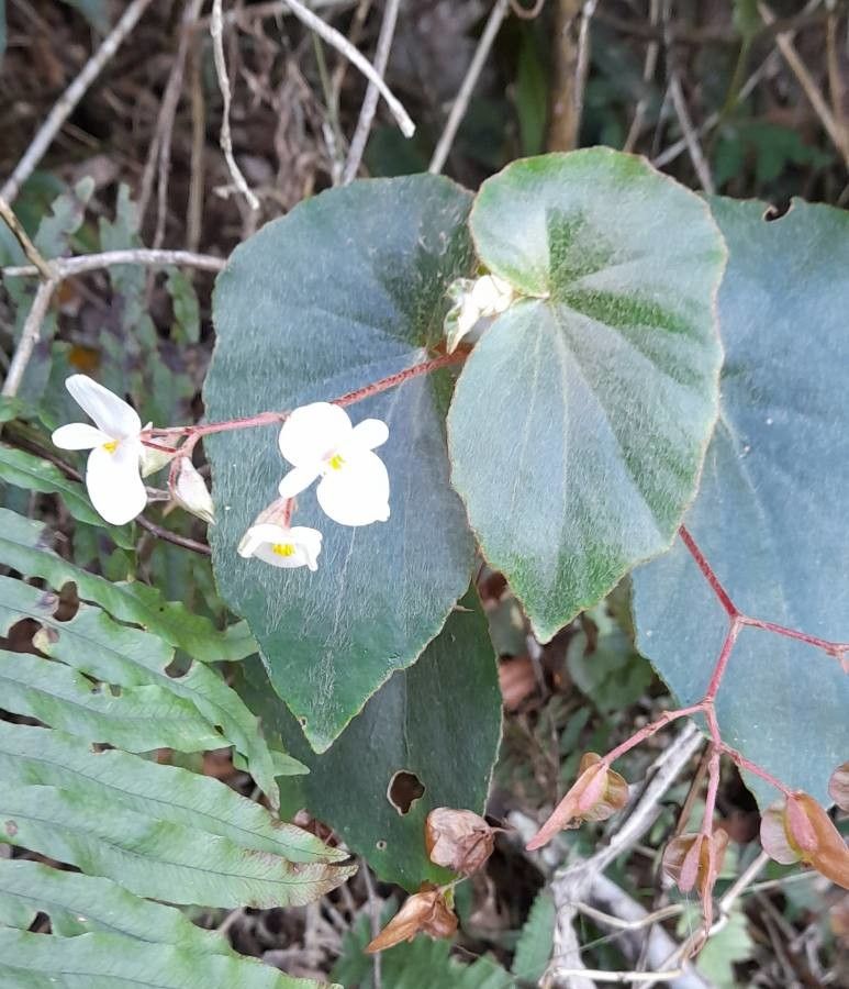 Begonia subvillosa habit