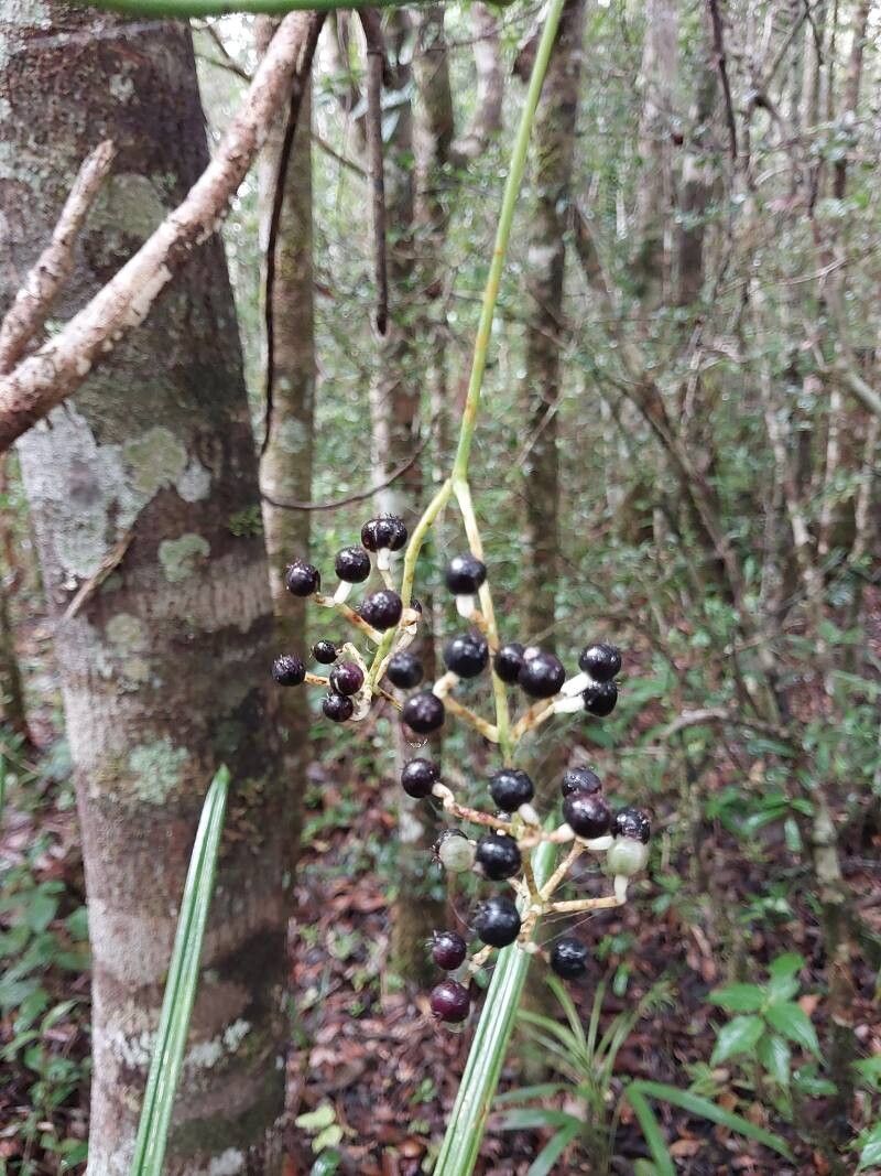 Polyscias pentamera fruit
