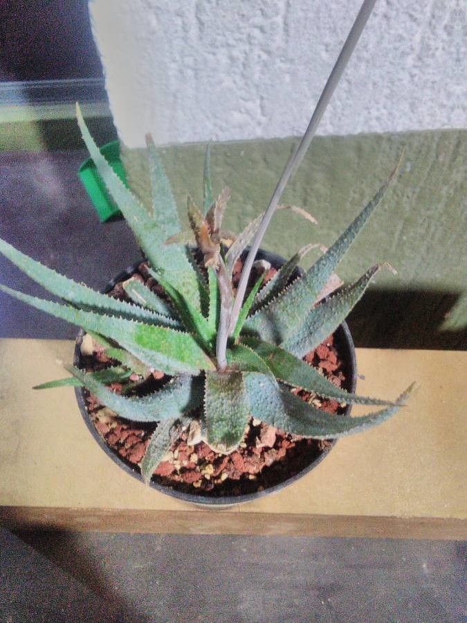 Aloe florenceae leaf