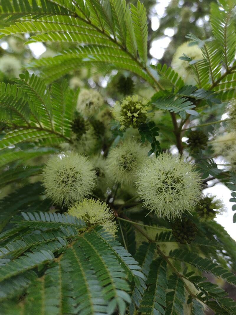Albizia carbonaria flower