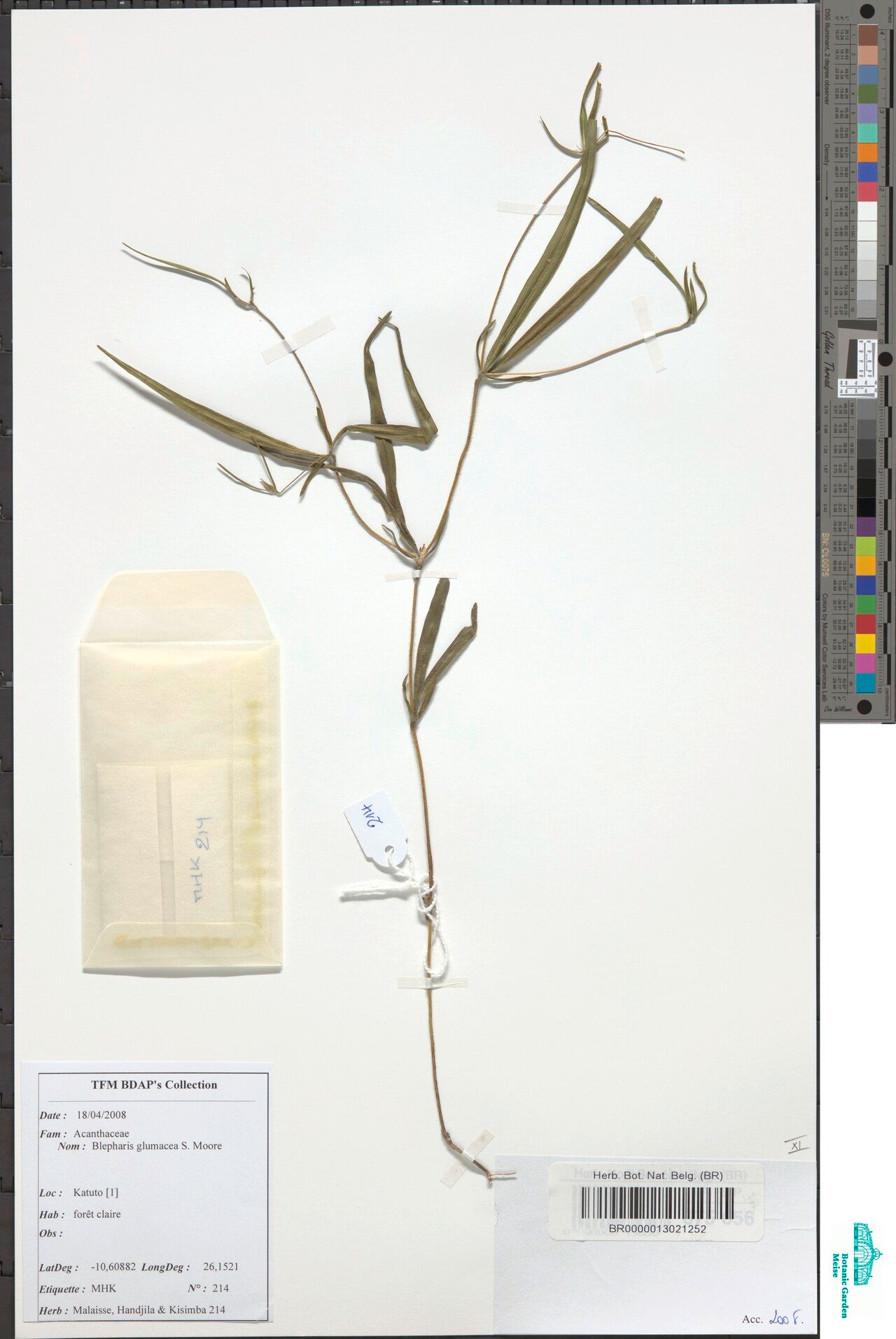 Blepharis inflata — houseplant care guide