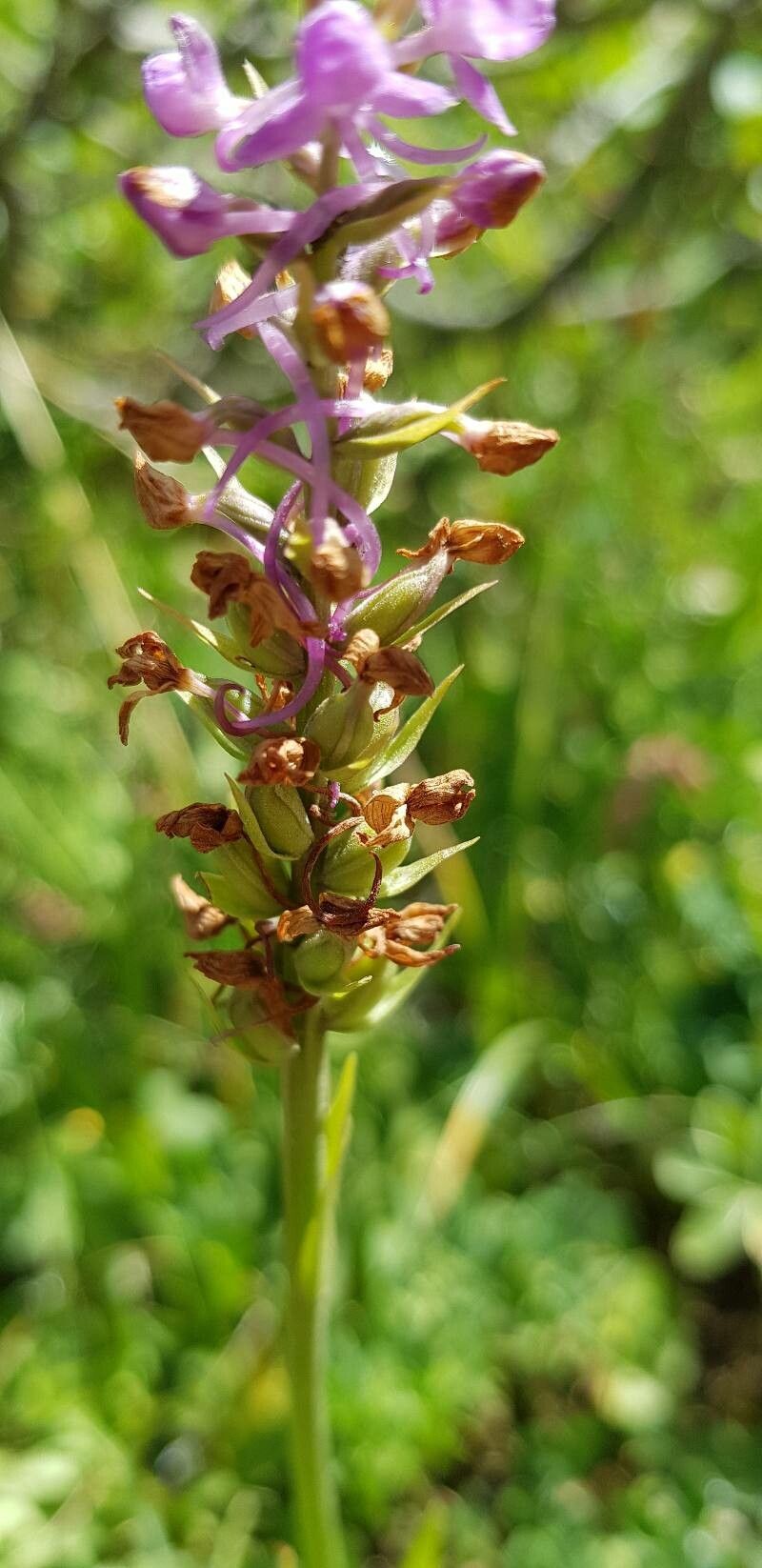 Gymnadenia Conopsea fruit