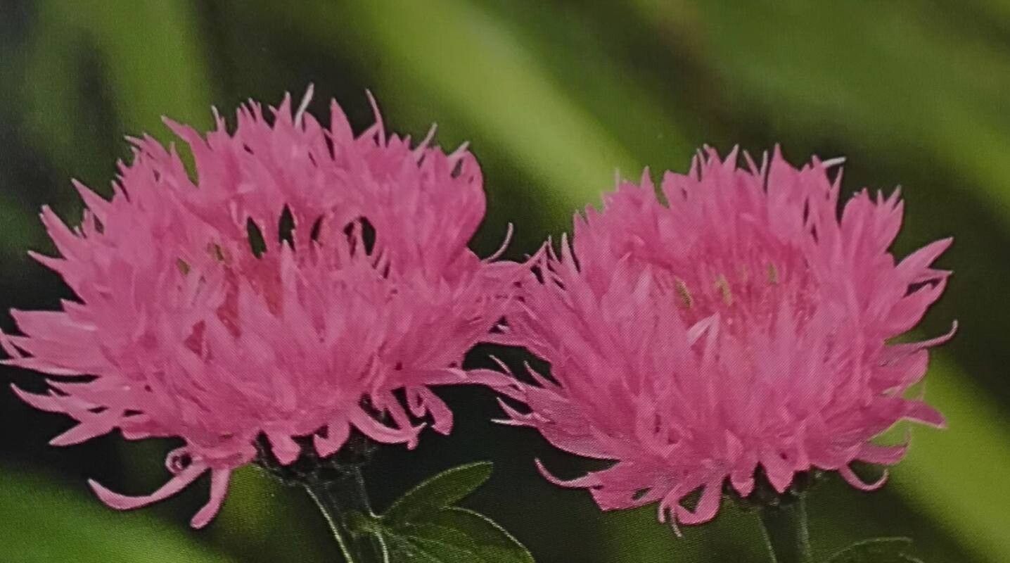 Psephellus hypoleucus flower