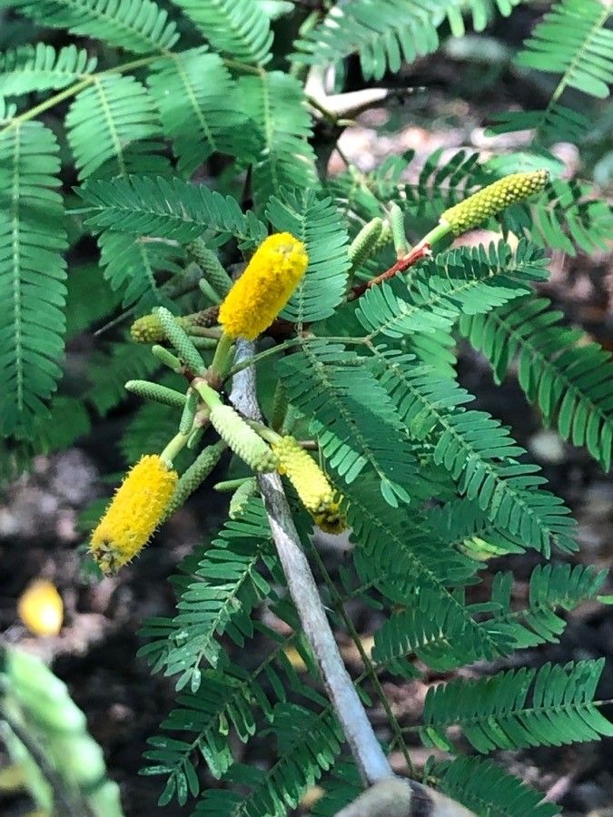 Vachellia collinsii flower