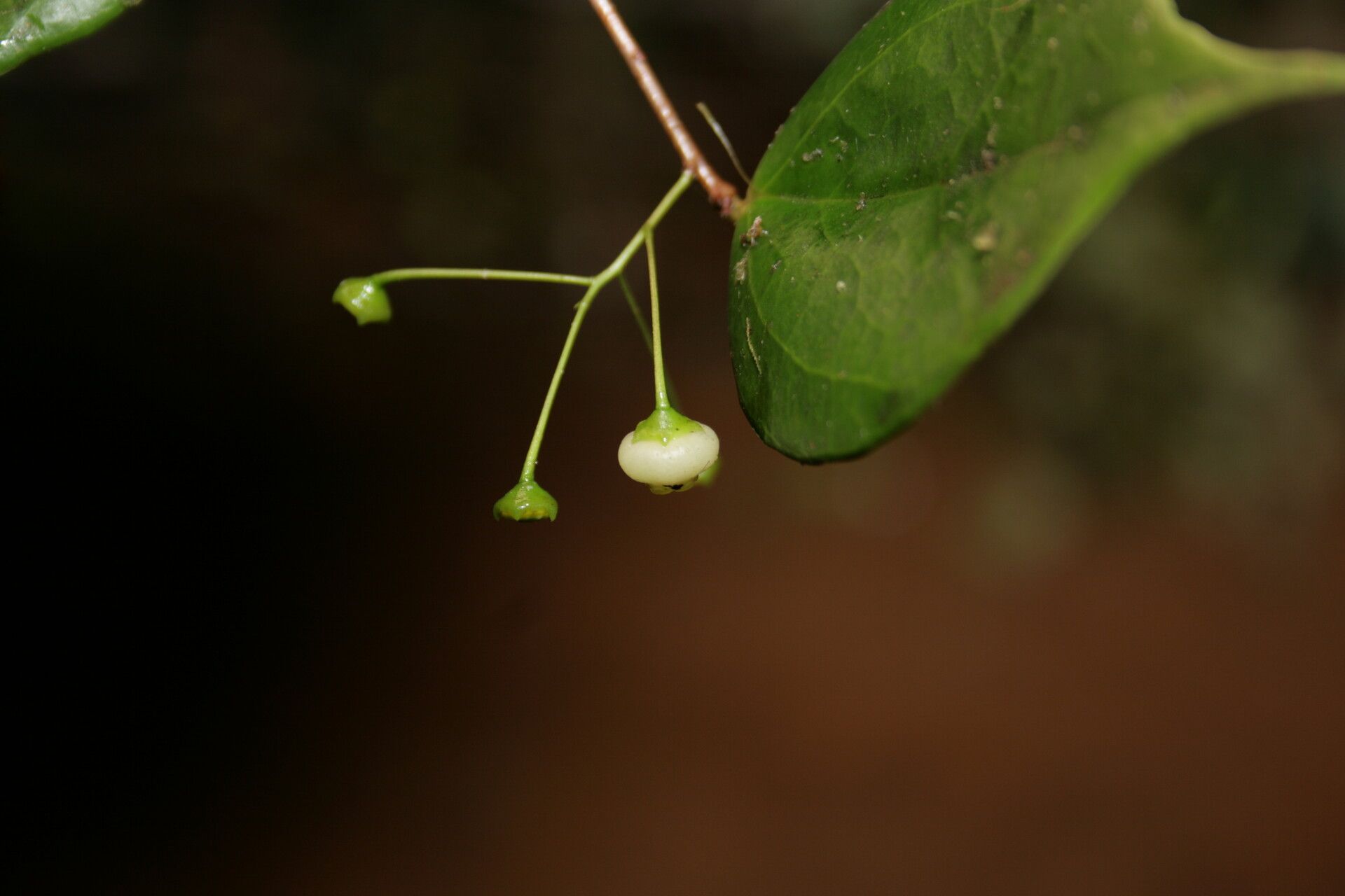 Vaccinium crassistylum flower