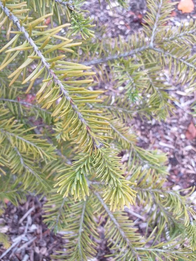 Abies lasiocarpa leaf