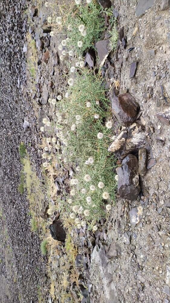 Echinops cornigerus habit