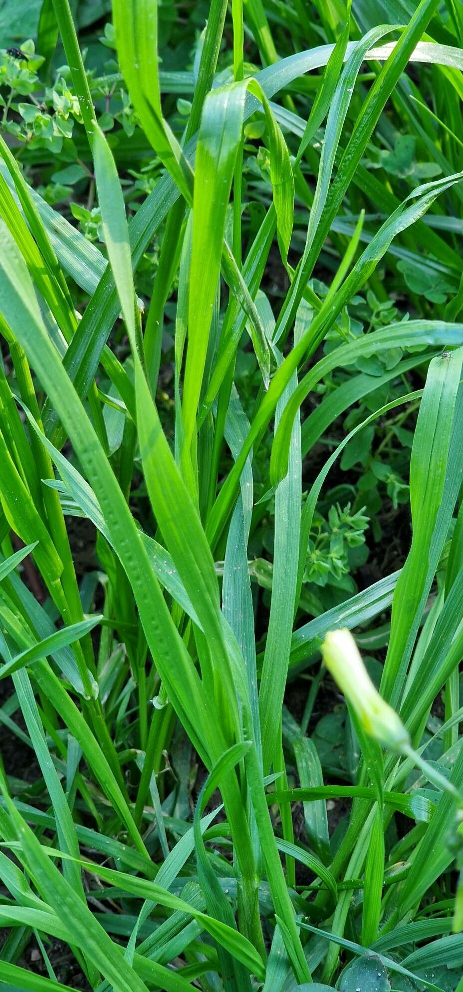 Glyceria notata leaf
