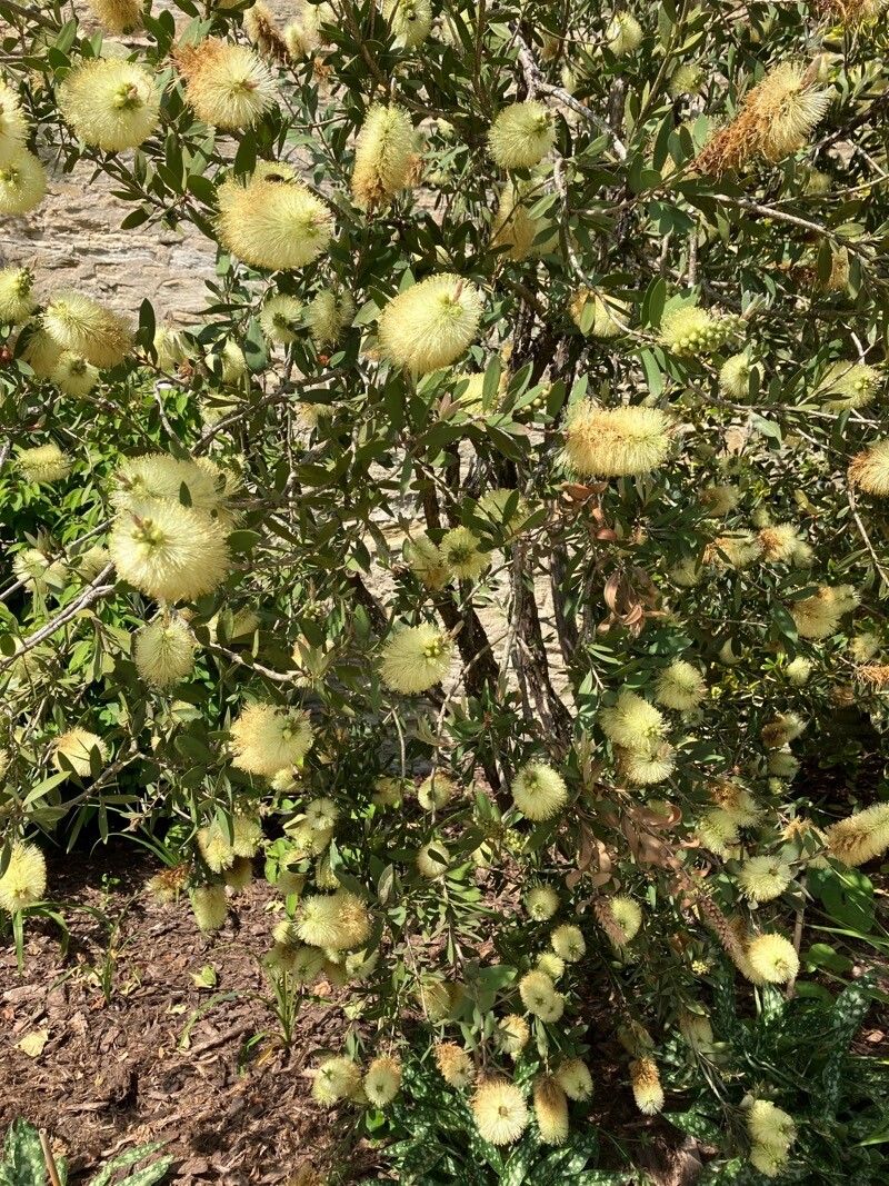 Melaleuca pallida fruit