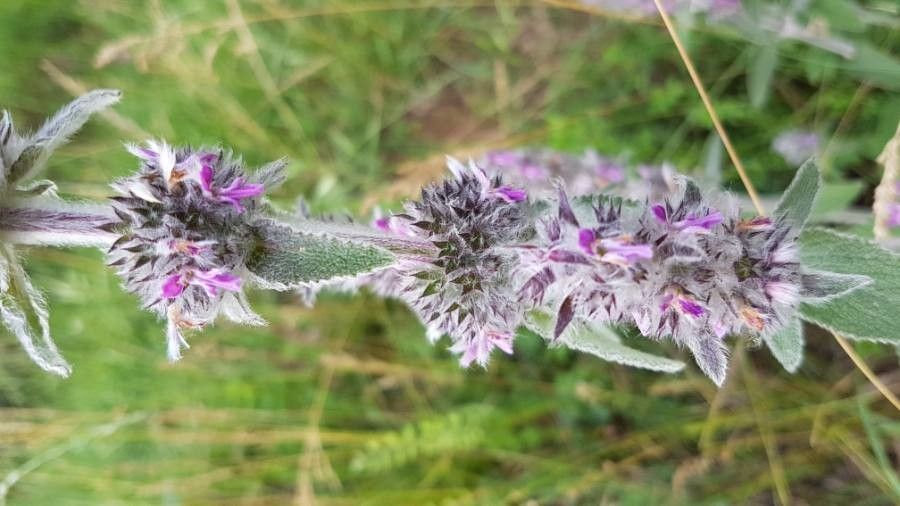 Stachys germanica flower