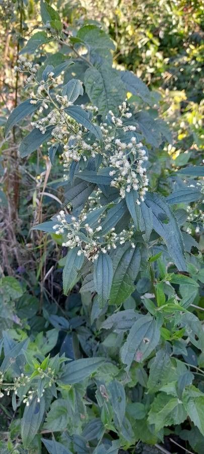 Baccharis rhexioides habit