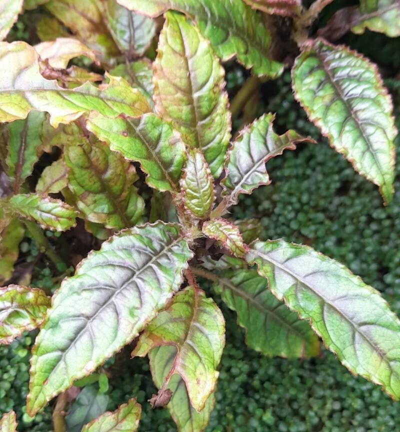 Nautilocalyx forgetii — related species from the same genus