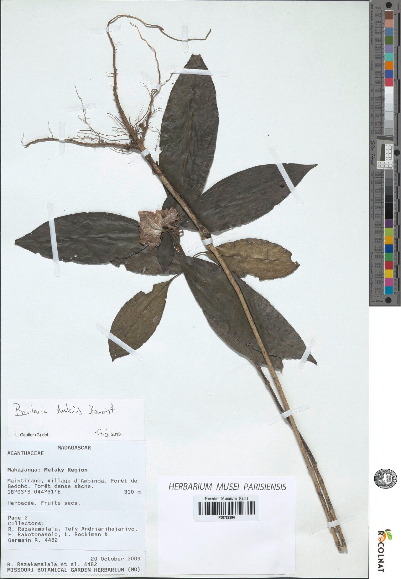 Barleria dulcis — houseplant care guide