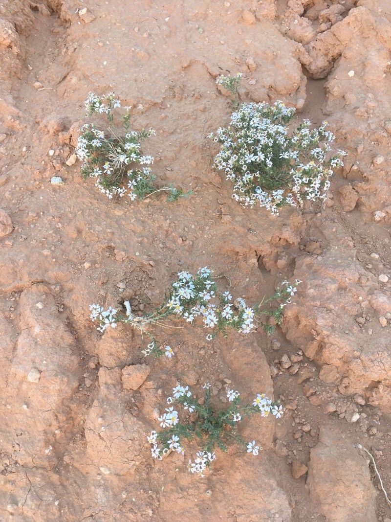 Erucaria microcarpa flower