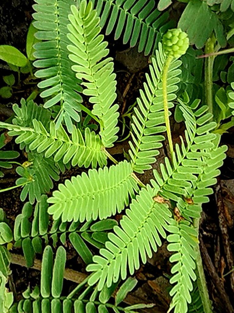 Neptunia dimorphantha — related species from the same genus