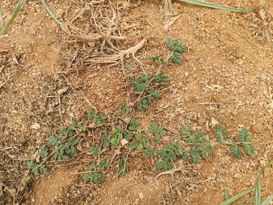 Indigofera linnaei habit