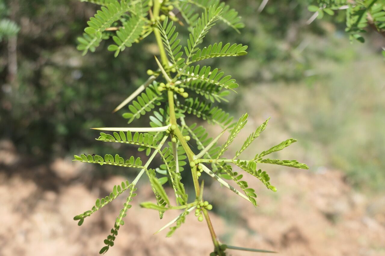 Acacia karroo leaf