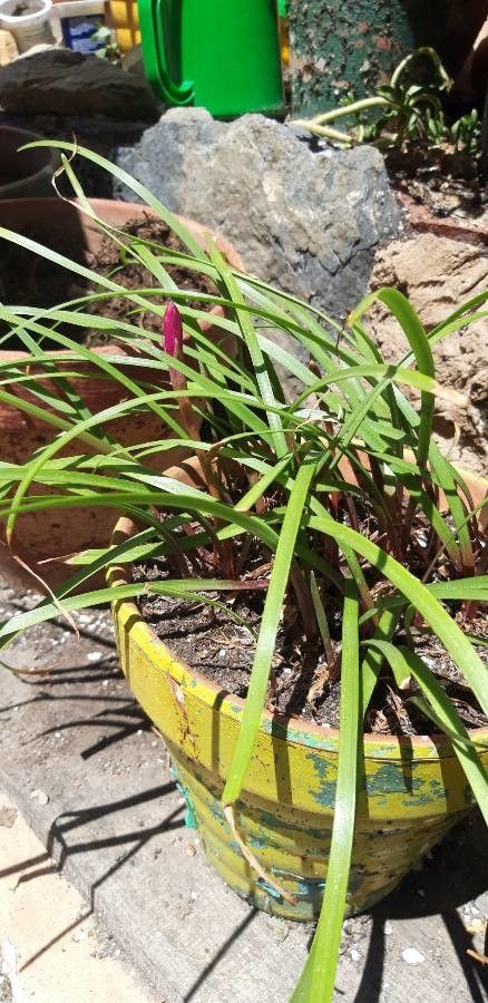 Zephyranthes rosea bark