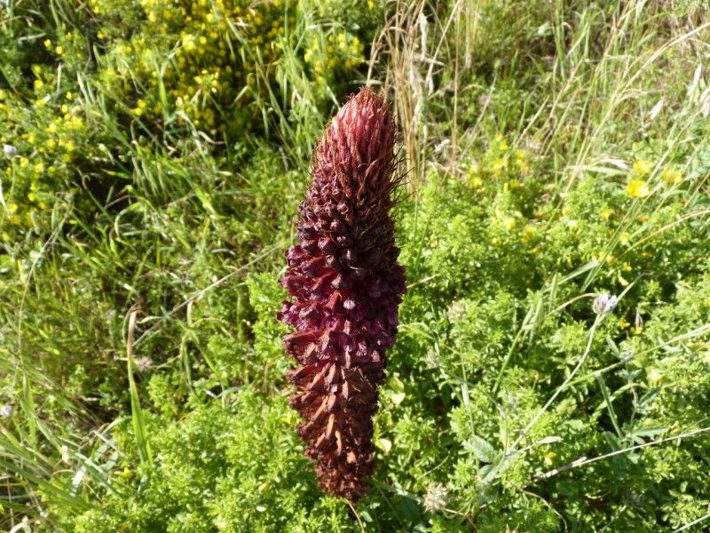 Orobanche sanguinea fruit