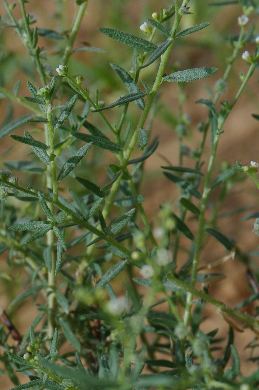 Heliotropium strigosum leaf
