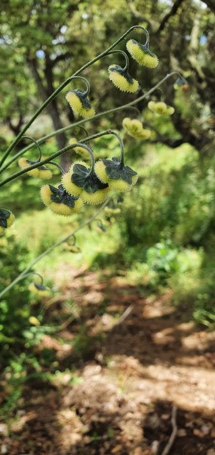 Cynoglossum amplifolium flower