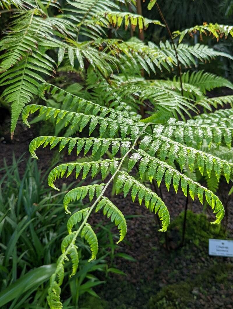 Cibotium barometz — houseplant care guide