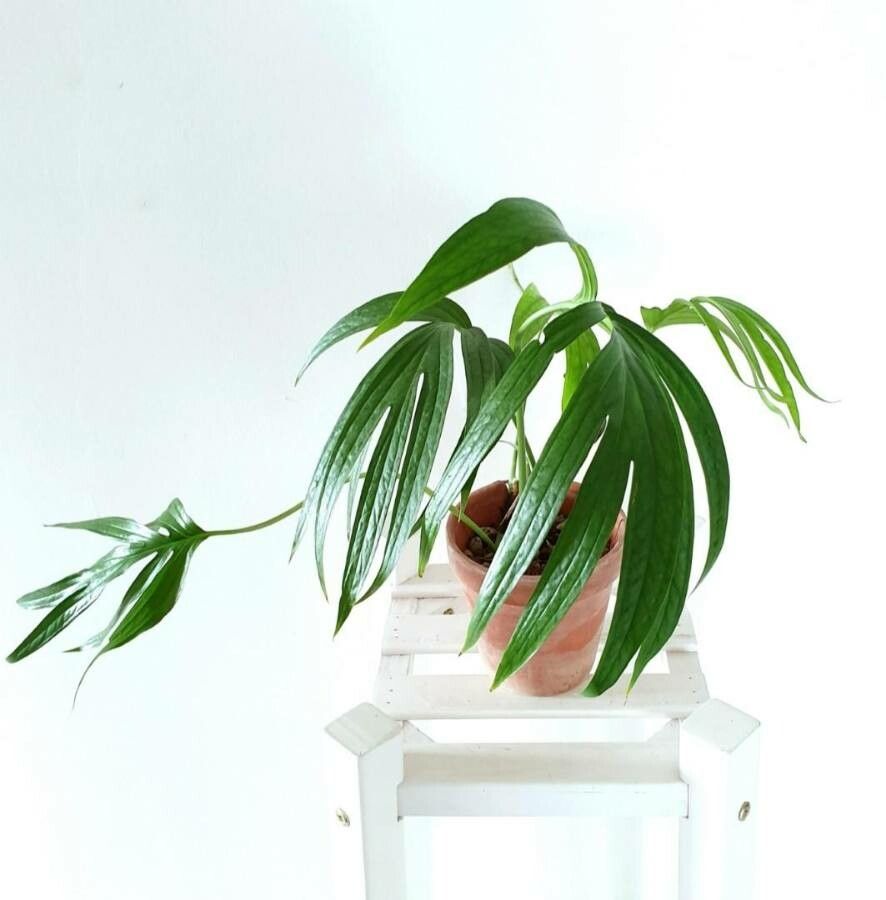 Amydrium zippelianum — houseplant care guide