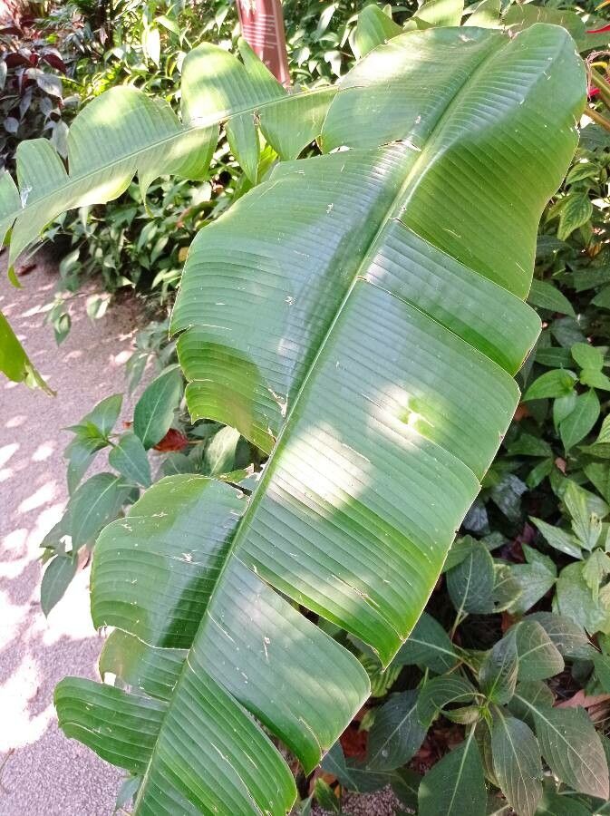 Heliconia lingulata — search result for 'Heliconia'