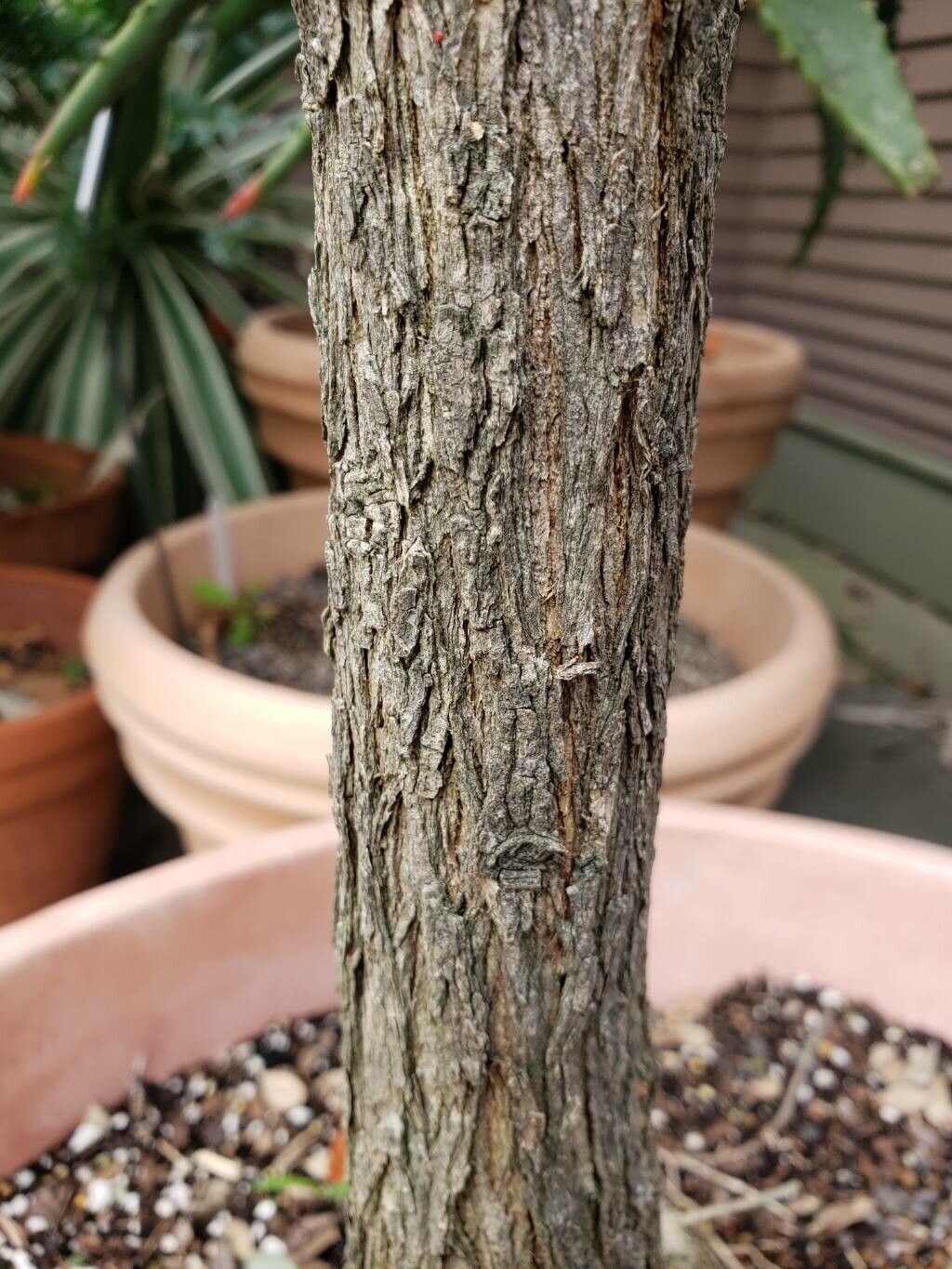 Acacia craspedocarpa bark