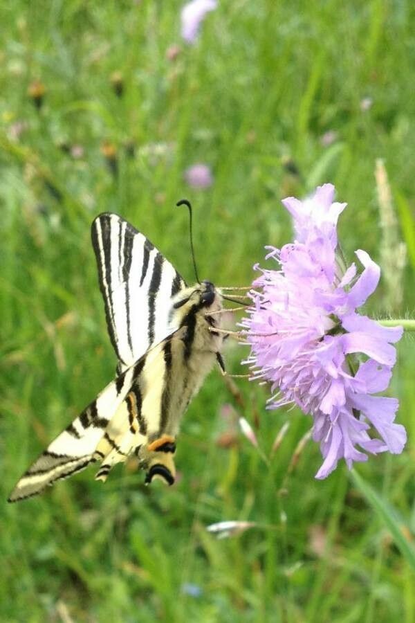Scabiosa columbaria flower