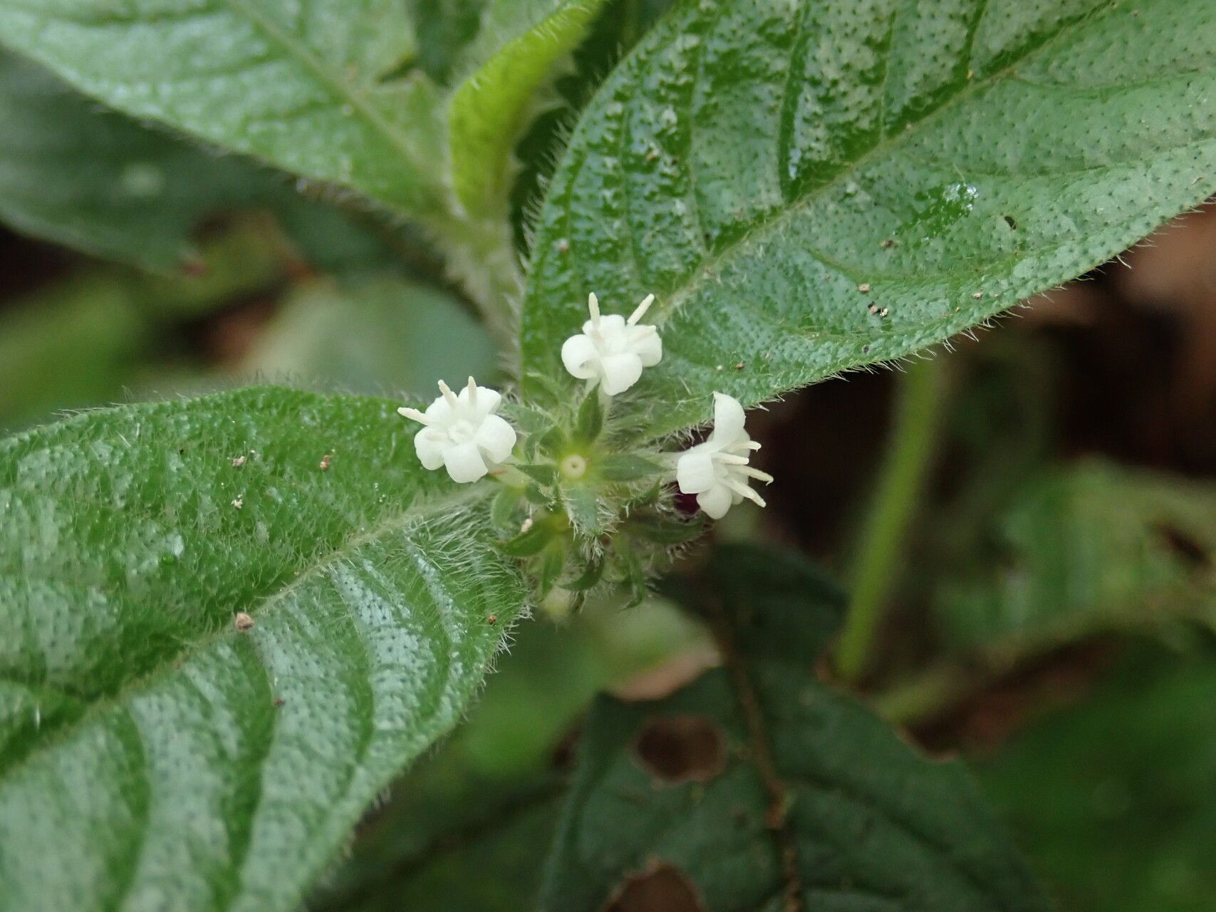 Psychotria rubripilis flower