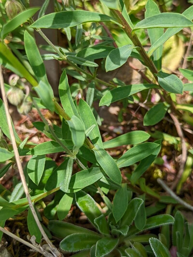 Linum flavum — search result for 'Linaceae'