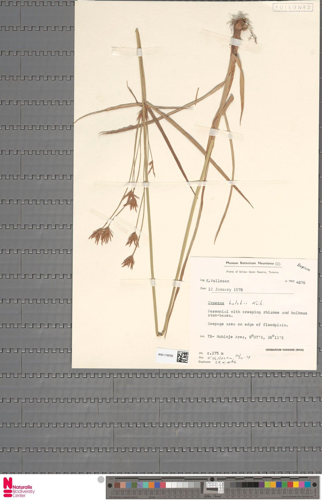 Cyperus holstii — houseplant care guide