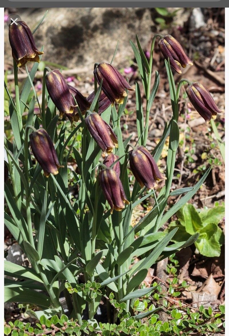 Fritillaria assyriaca — houseplant care guide