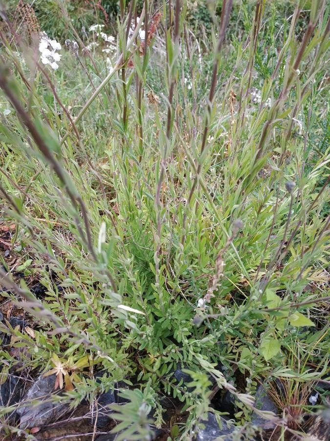 Linaria arvensis — search result for 'Linaria'