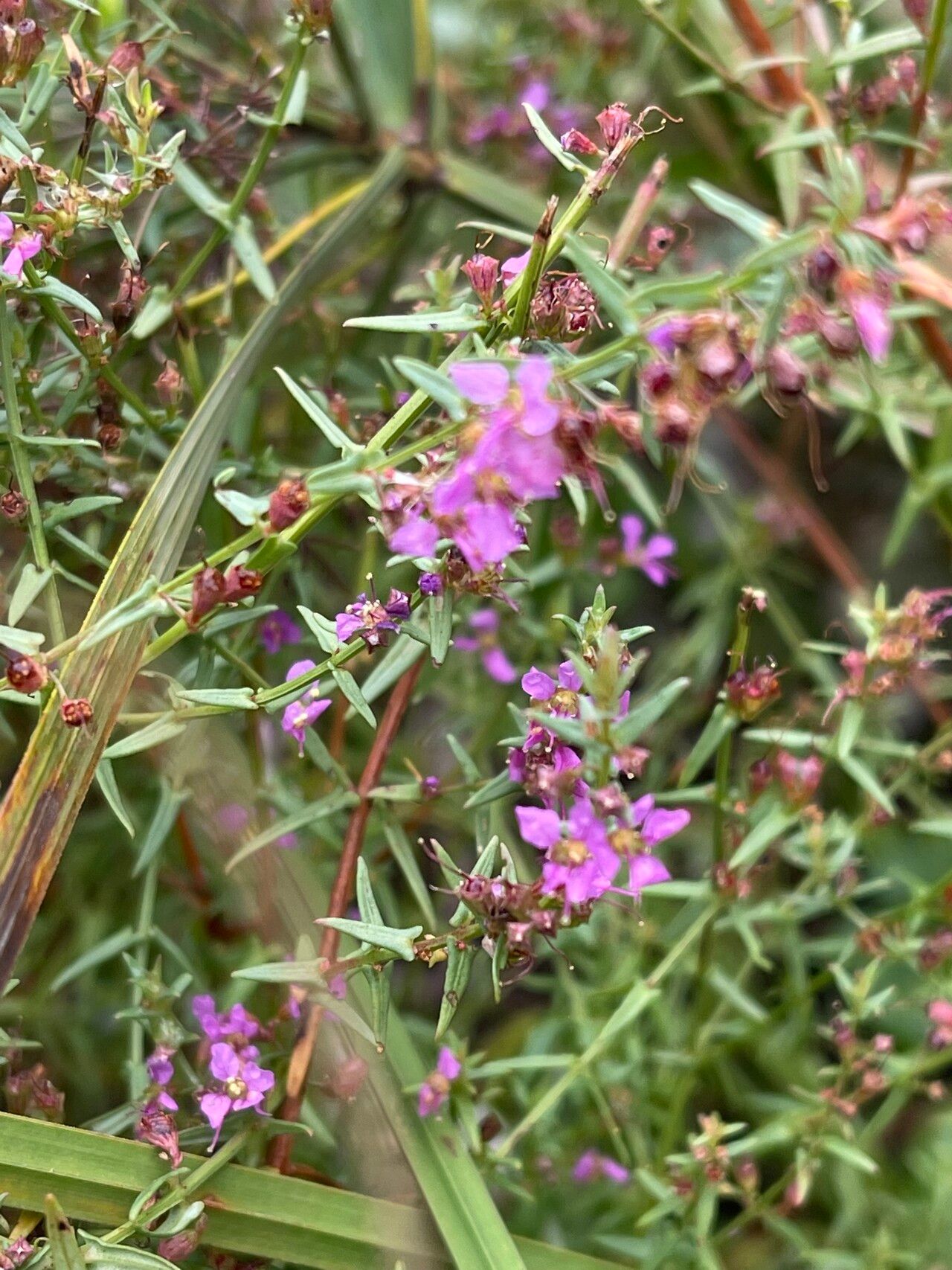 Ammannia schinzii flower