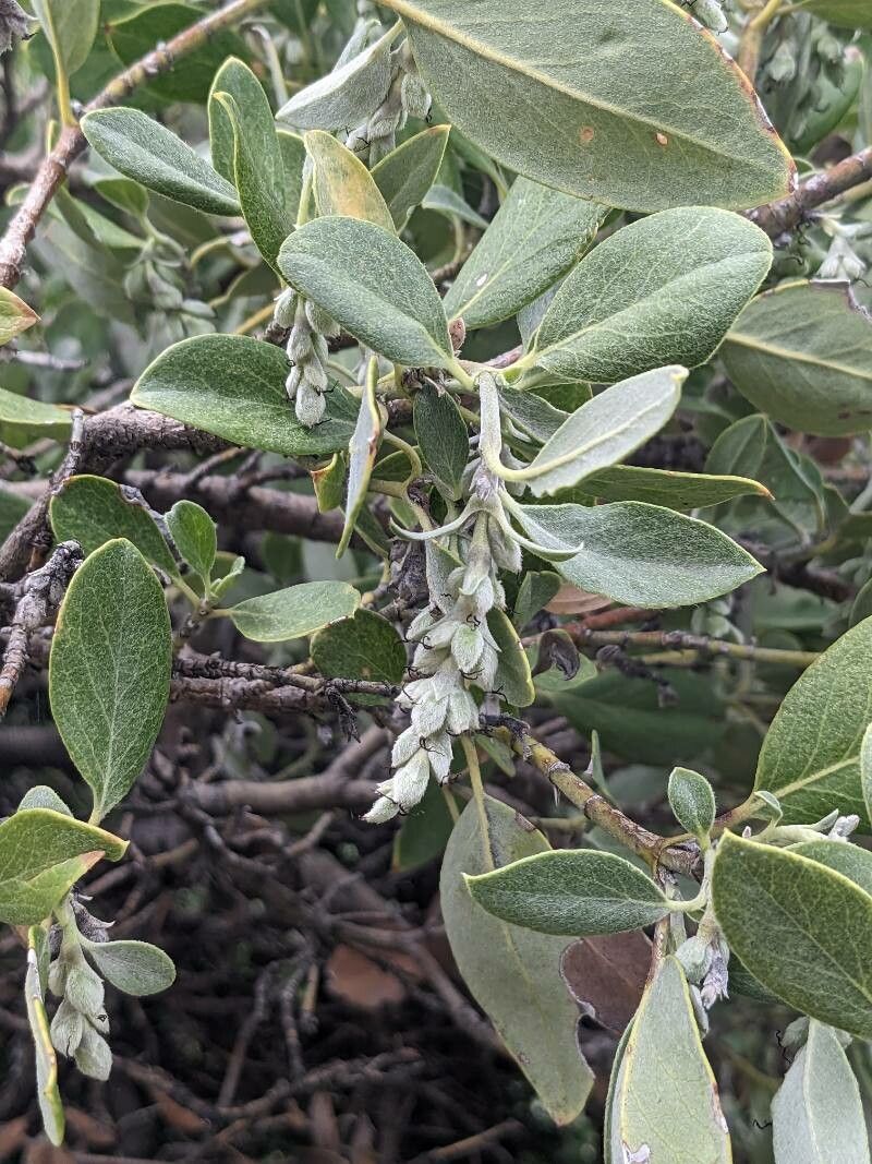 Garrya flavescens fruit