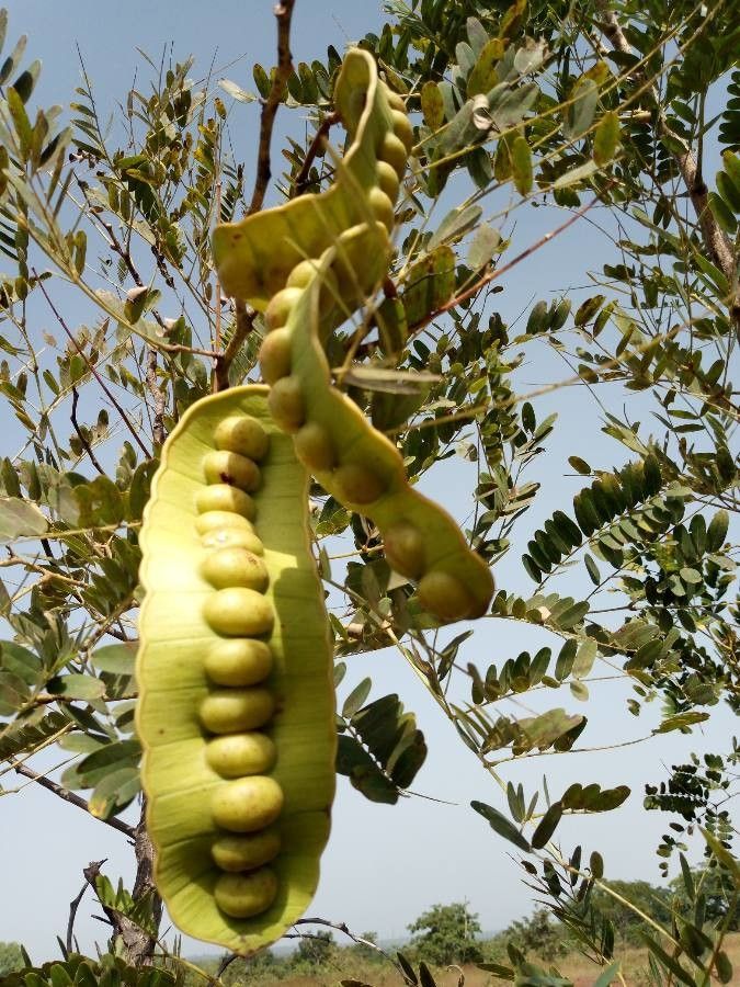 Entada africana — related species from the same genus