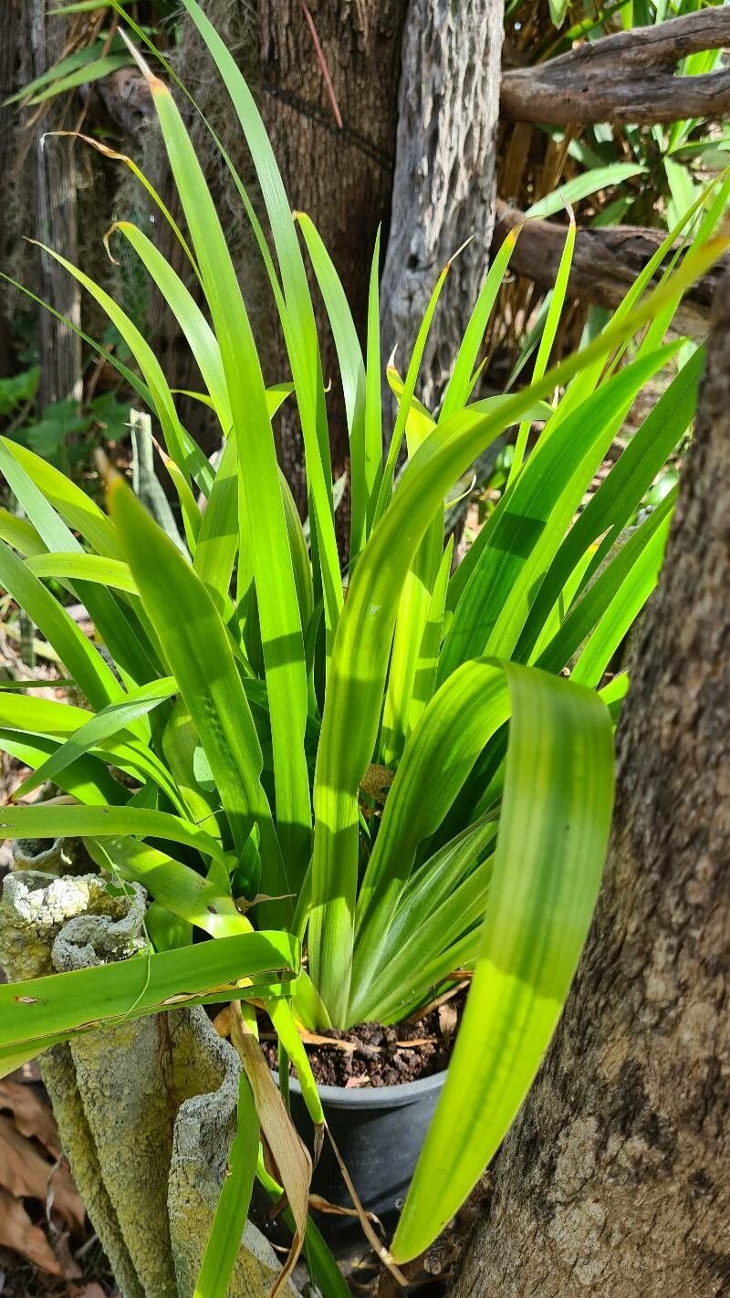 Trimezia gracilis — search result for 'Iris'