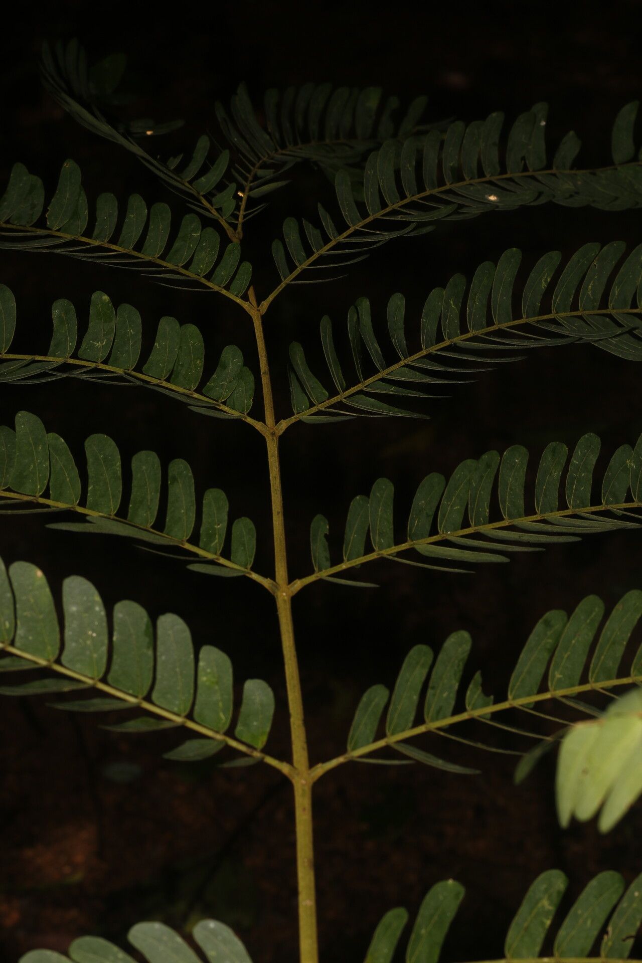 Abarema macradenia bark