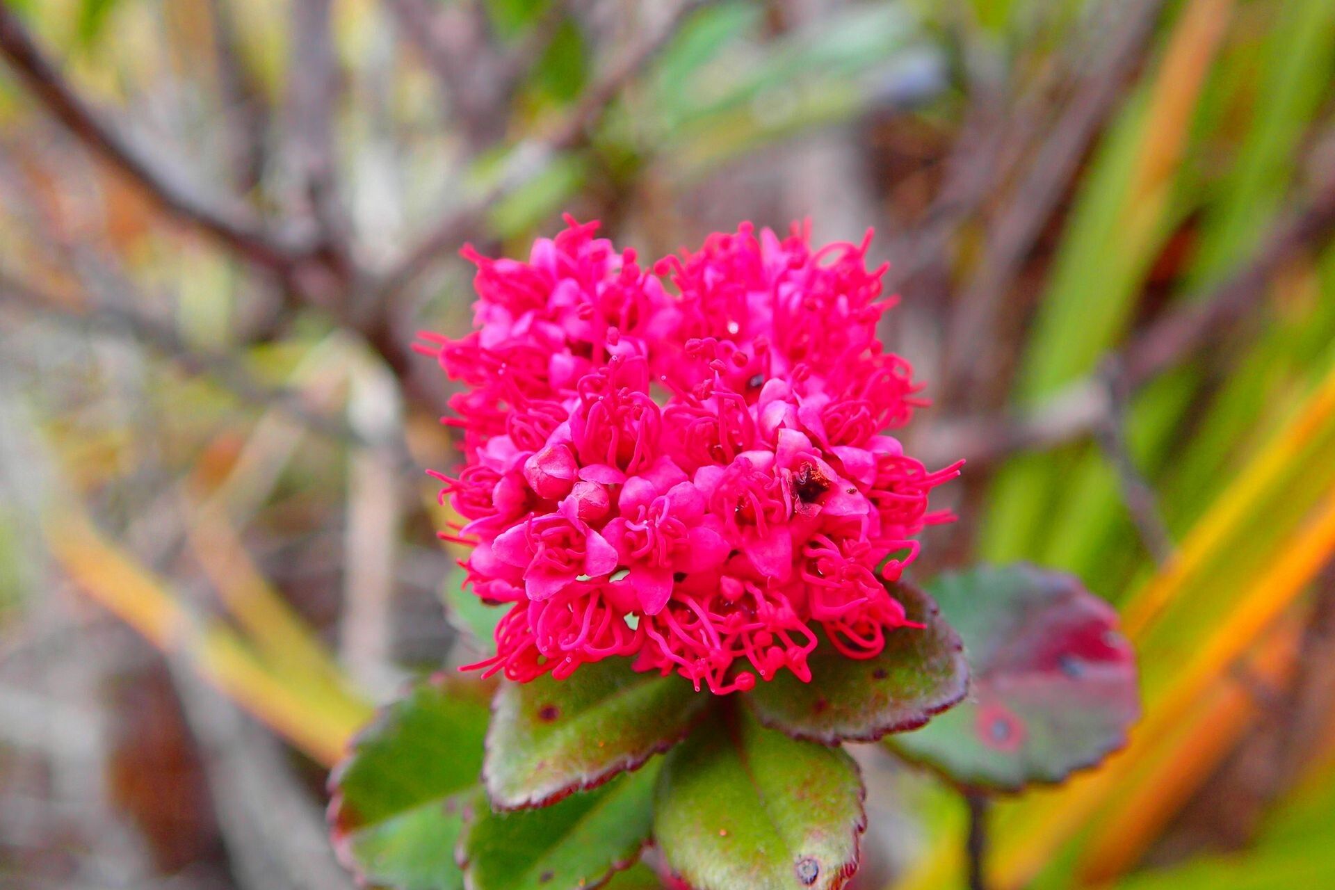 Cunonia lenormandii flower