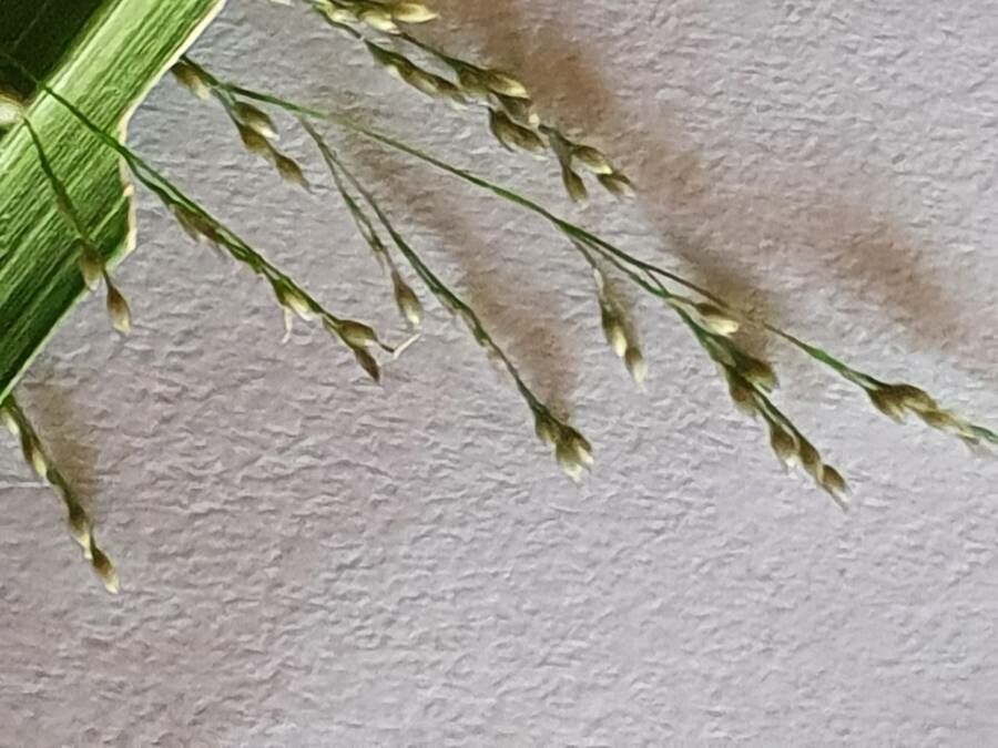 Sporobolus agrostoides fruit